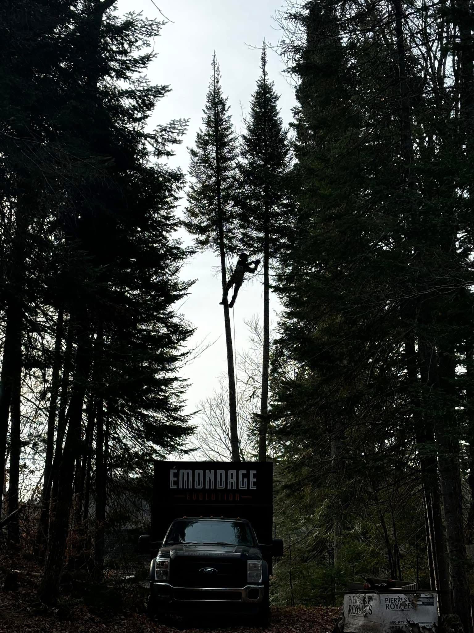 Person trimming a tall tree in forest, truck below a sign. Overcast sky.
