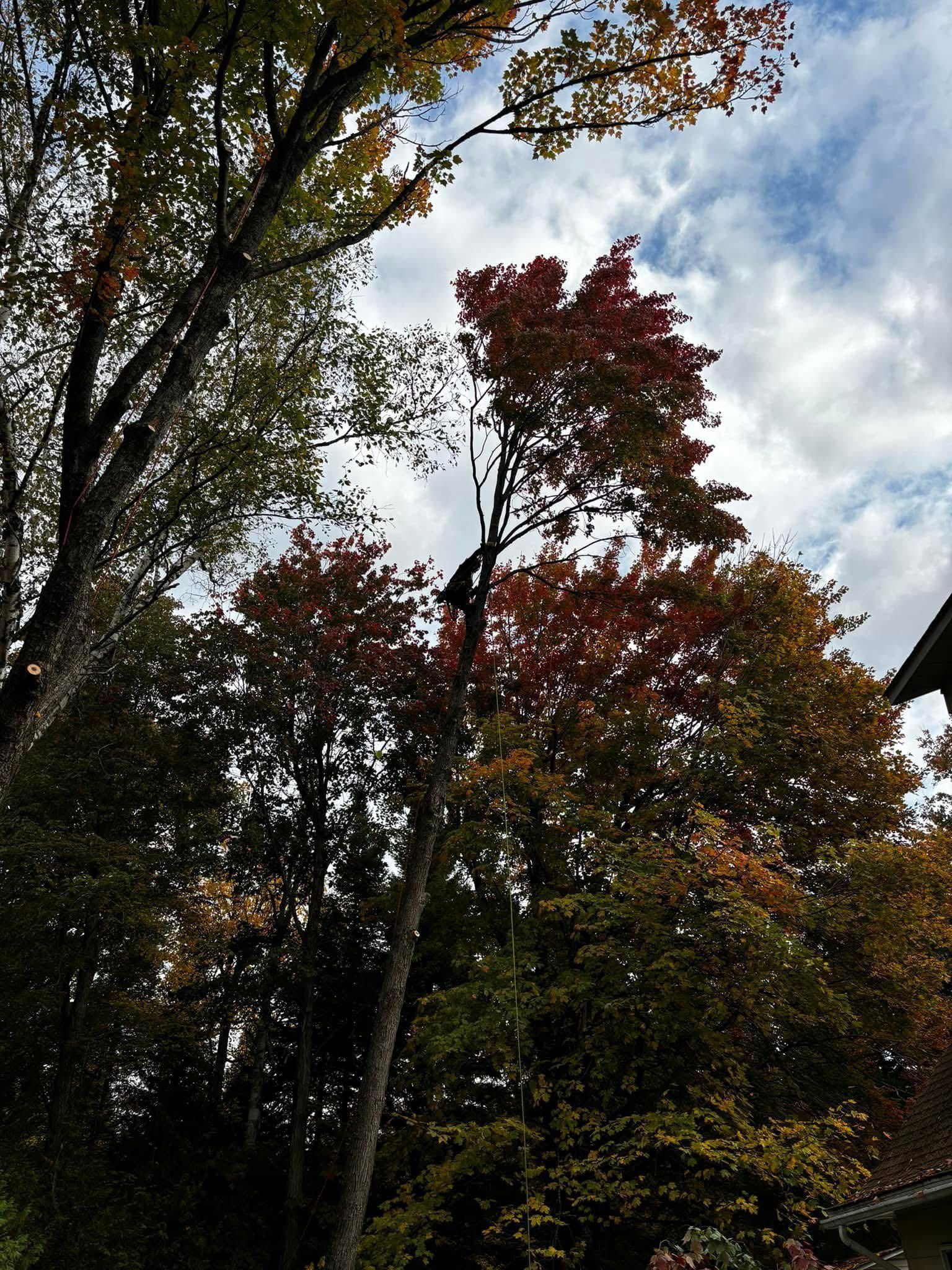 Trees with autumn leaves against a cloudy sky. Red, orange, and green foliage.