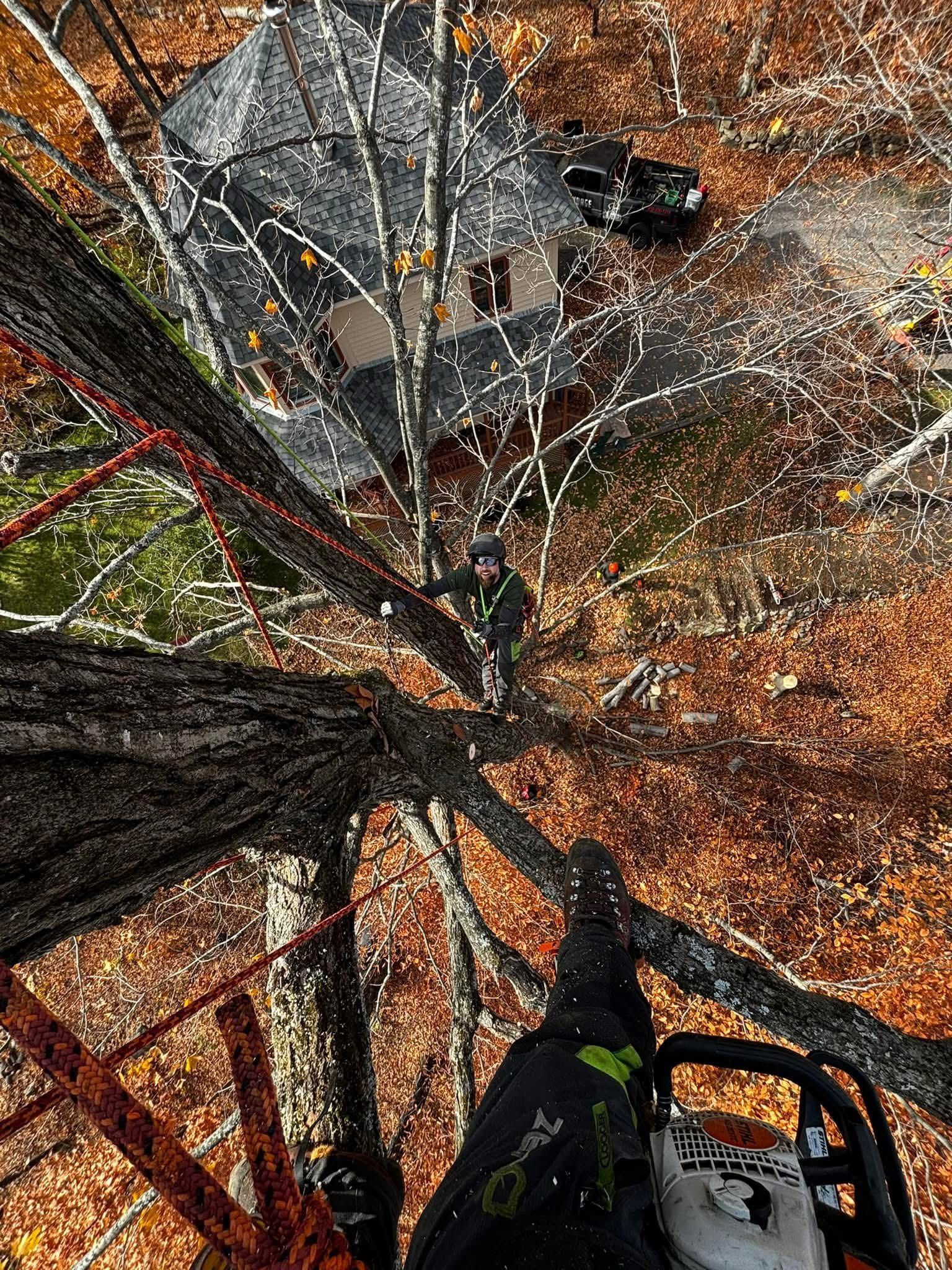 Person using a chainsaw high in a tree, working near a hunting blind in a forest.