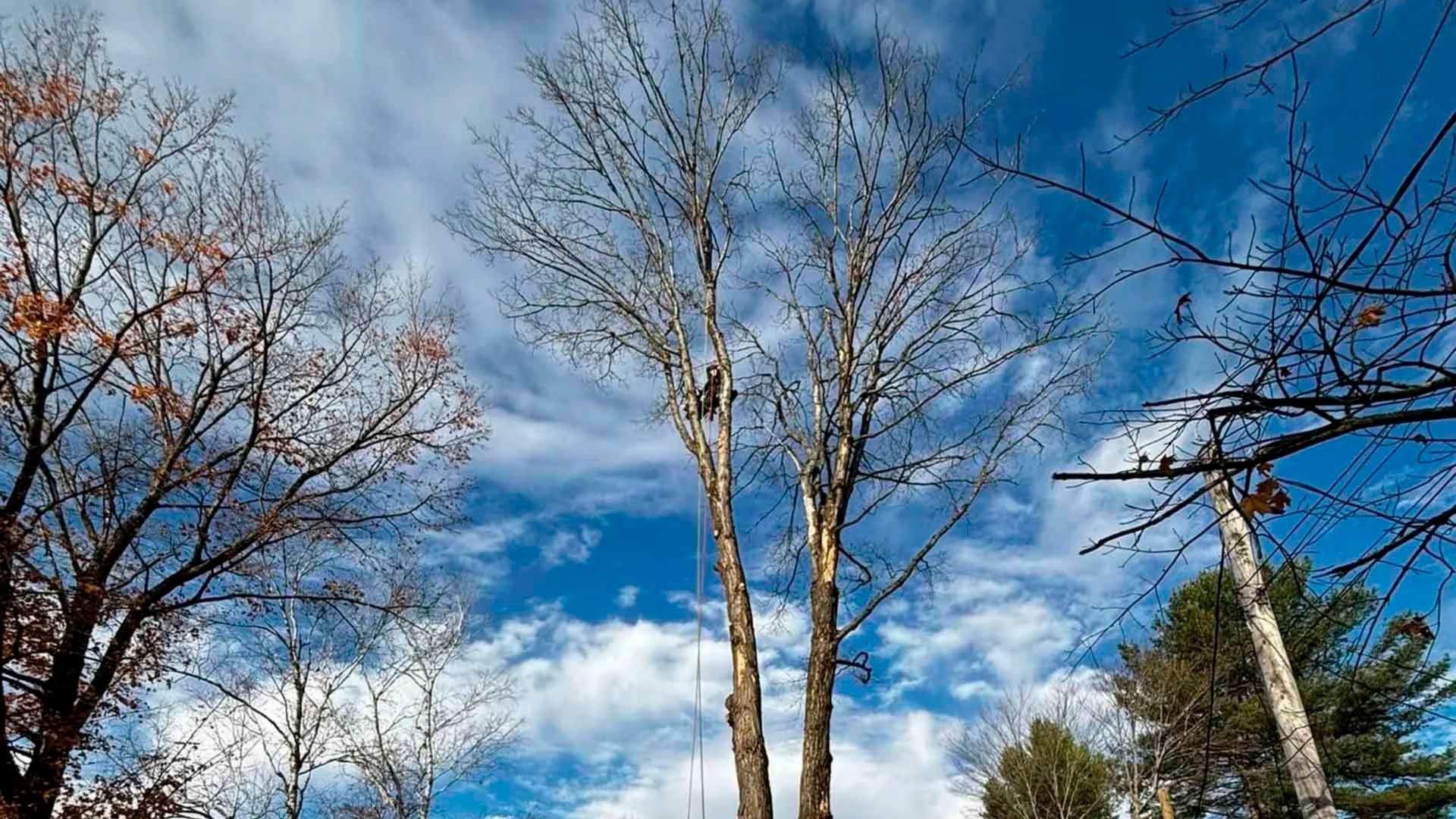 Des arbres dénudés se détachant sur un ciel d'un bleu éclatant parsemé de nuages vaporeux.