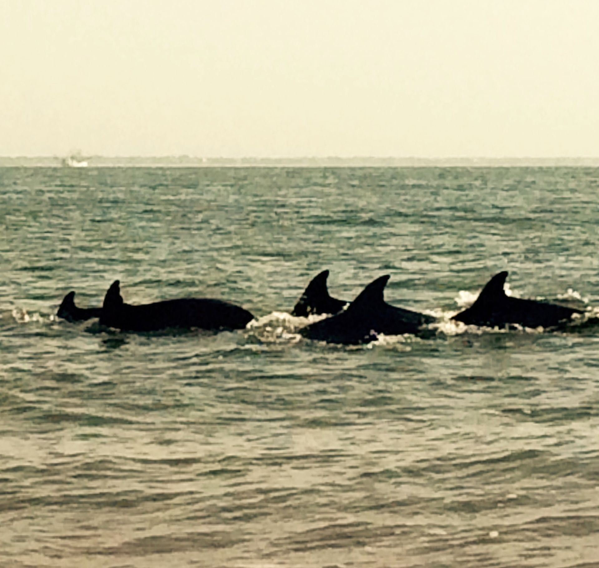 Three dolphins surfacing in calm ocean water near the horizon