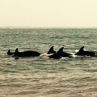 Three orcas swimming in choppy ocean water near the horizon