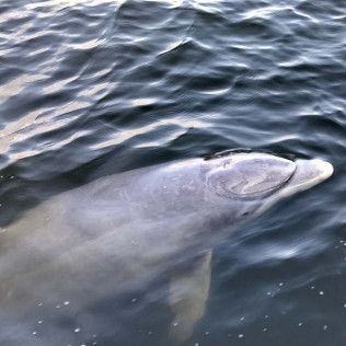 Gray dolphin surfacing in dark water, seen from above