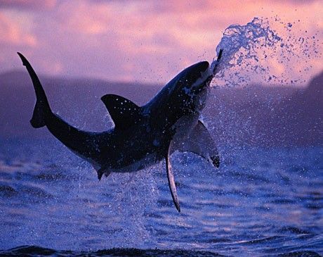Shark breaching the ocean at sunset, splashing water into the air.