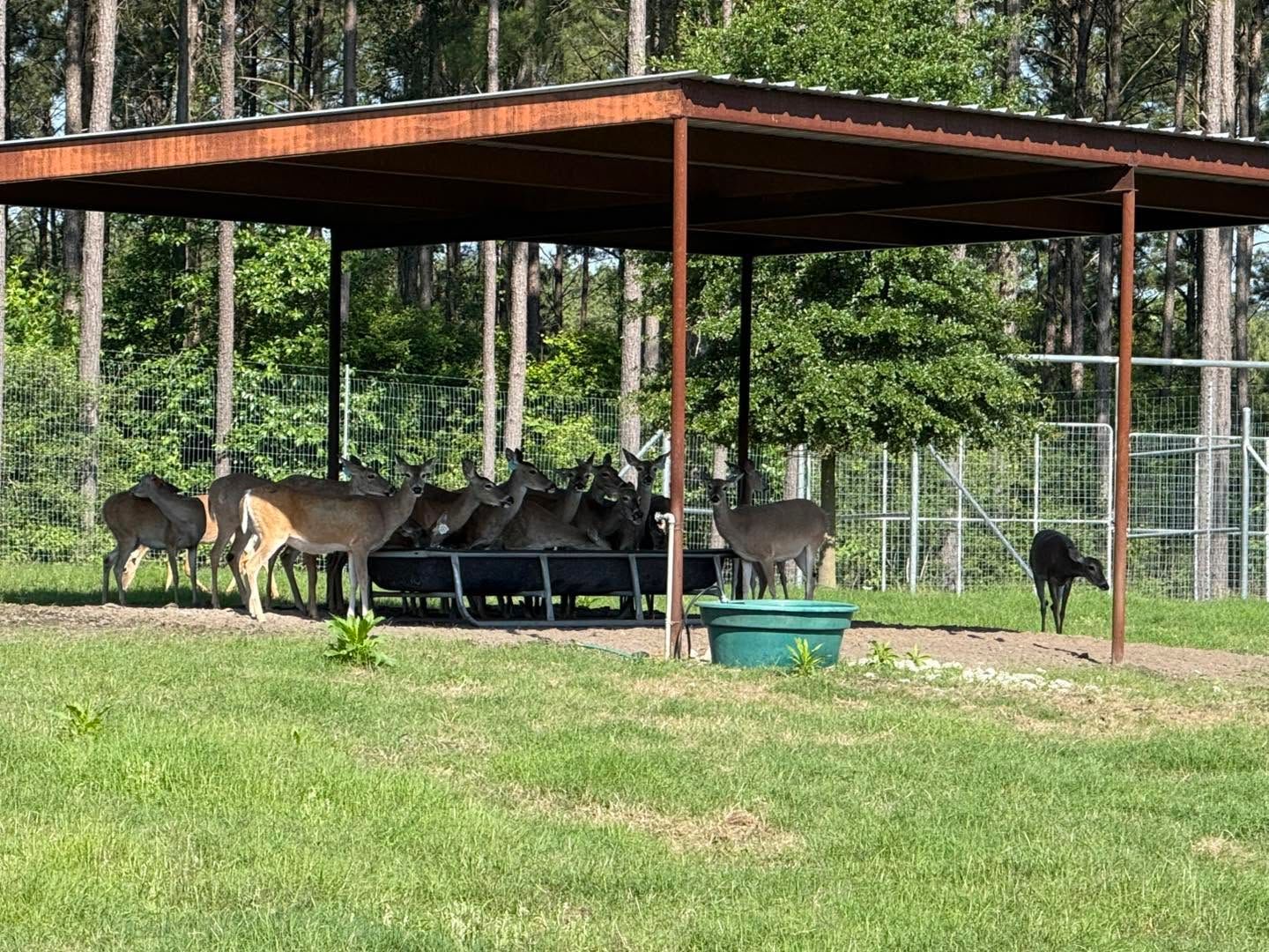 Several deer standing under a wooden shelter in a grassy enclosure with trees in the background