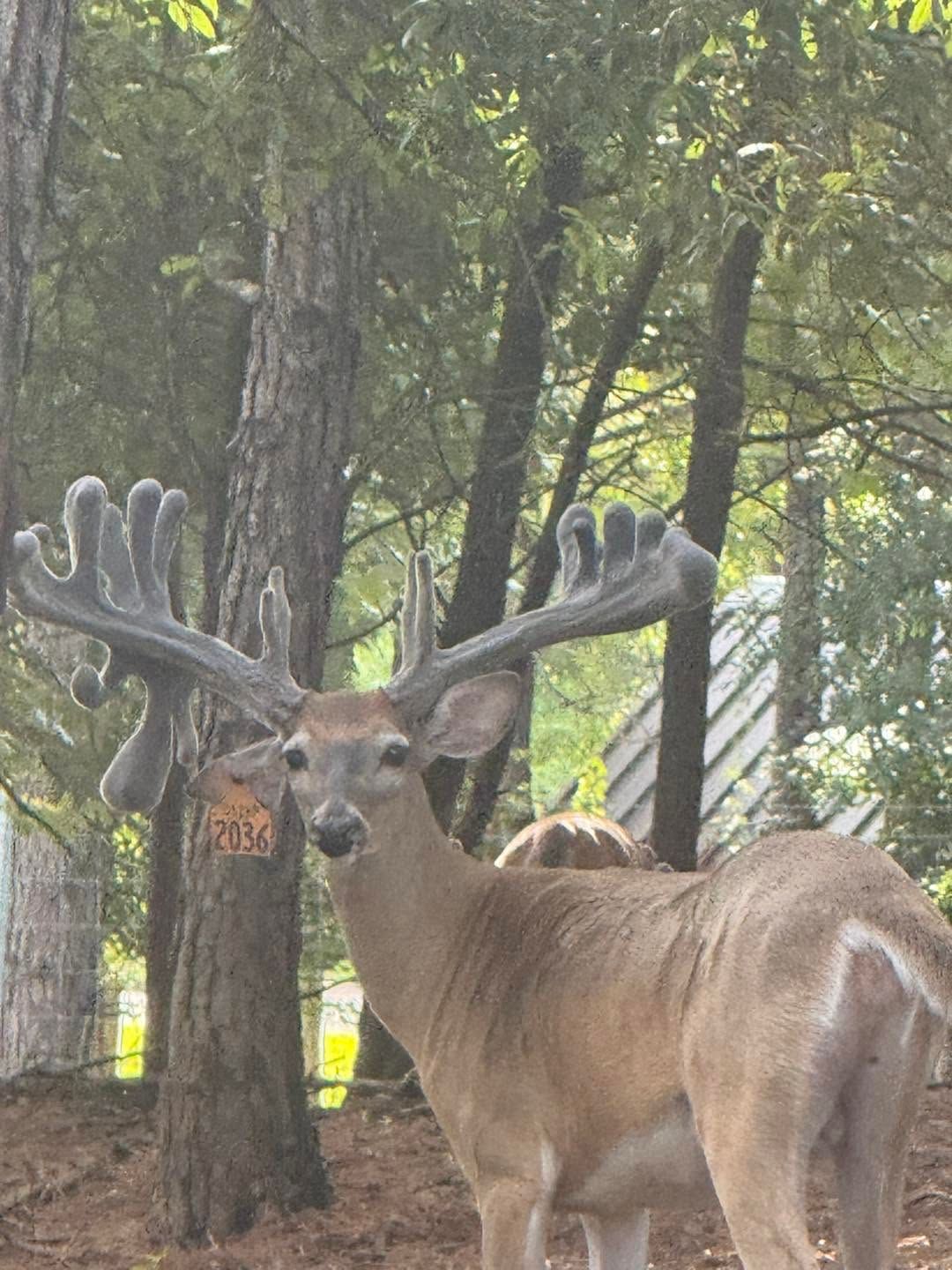 Deer with large antlers standing in a wooded enclosure, facing the camera.