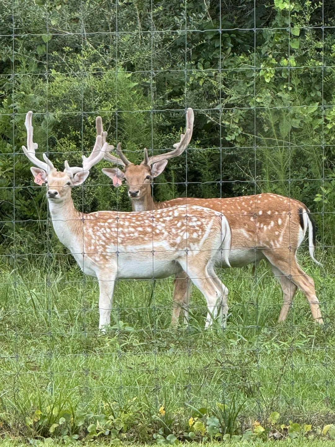Two spotted deer standing in tall grass by a wire fence, one white and one brown.