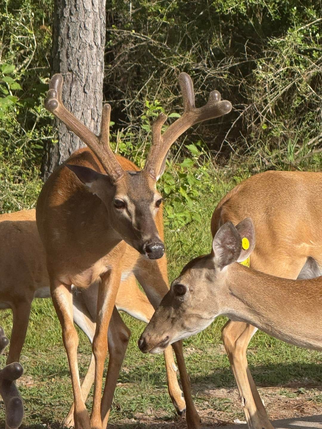 Two deer with antlers standing in a wooded area, one brown and one tan with an ear tag.