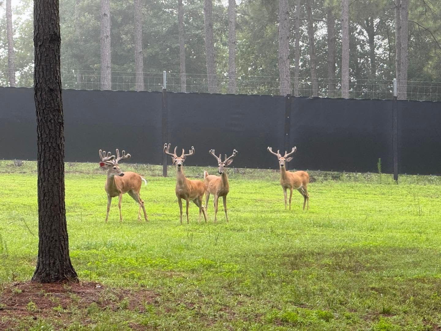 Three deer standing in a rainy green field near a dark fence and trees