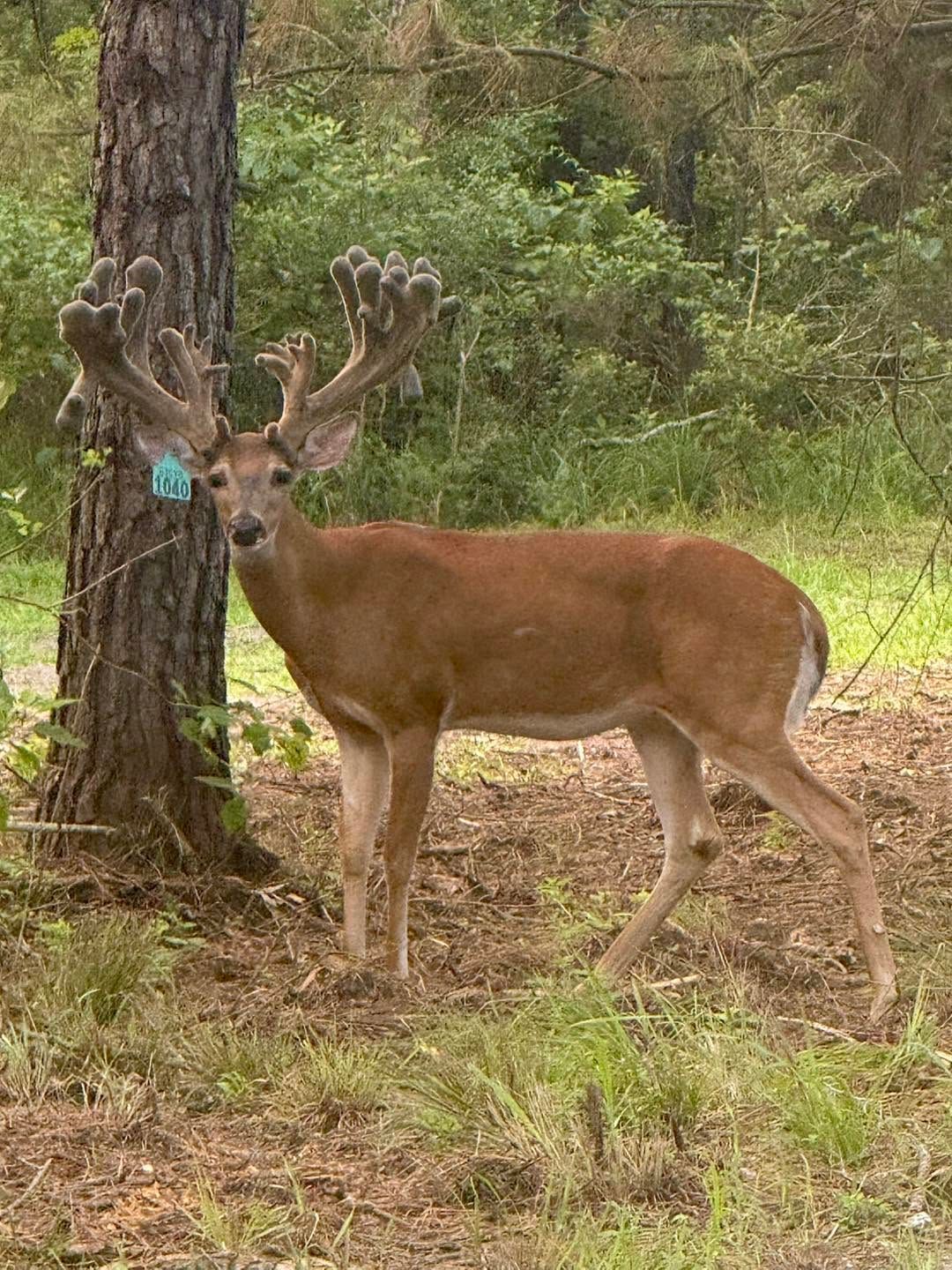 Buck deer with large antlers standing beside a tree in a grassy wooded area.