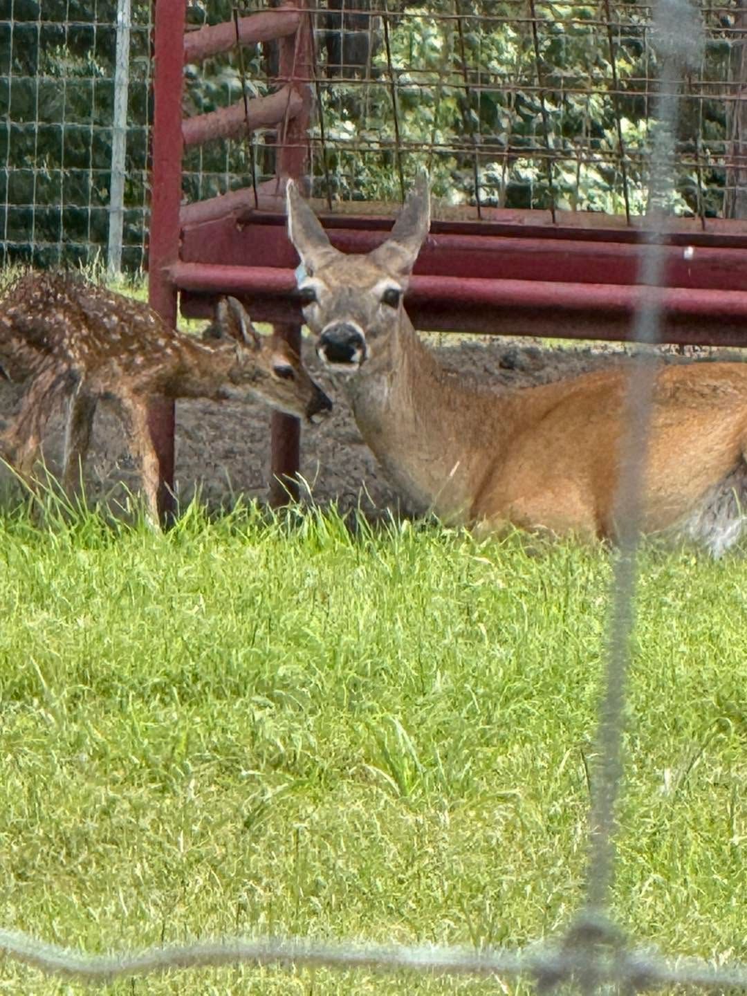 Two deer resting in a grassy fenced enclosure, one looking at the camera.