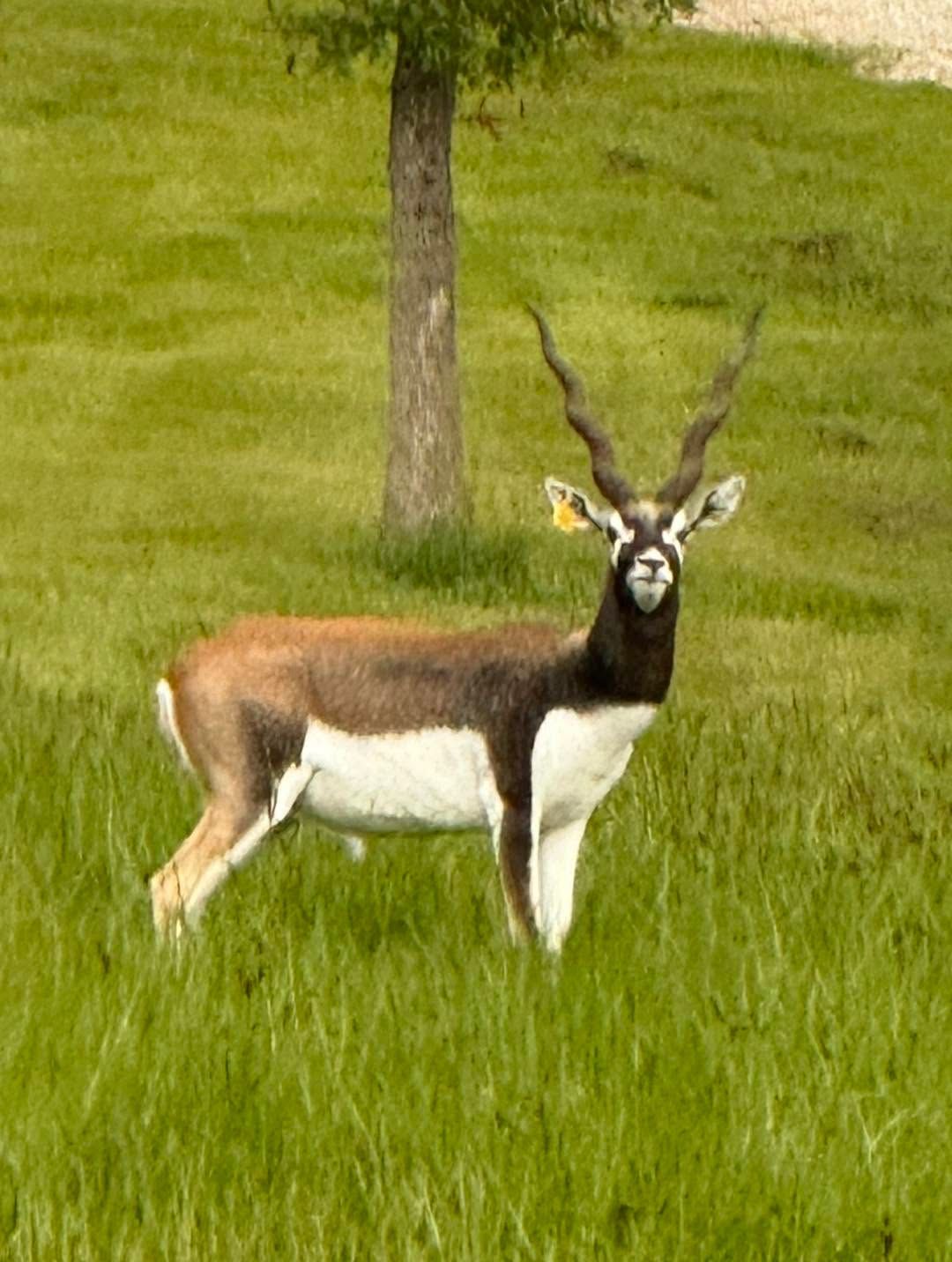 Blackbuck antelope standing in tall green grass near a tree, with curved horns and brown-white coat