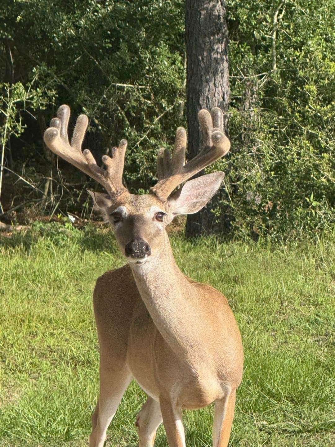 White-tailed buck with velvet antlers standing in a grassy wooded area