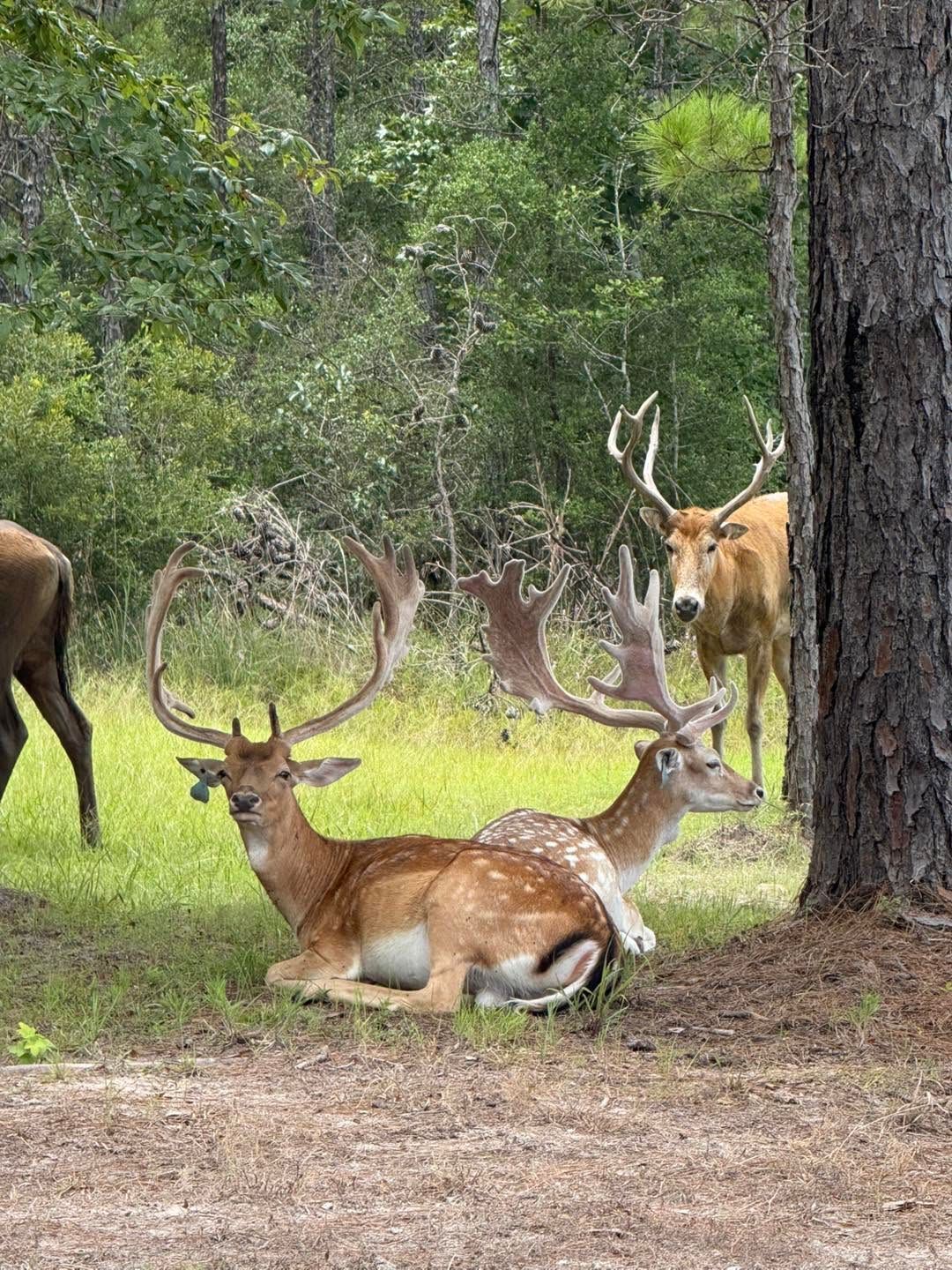 Three deer resting in a wooded clearing, with one buck lying in the foreground.