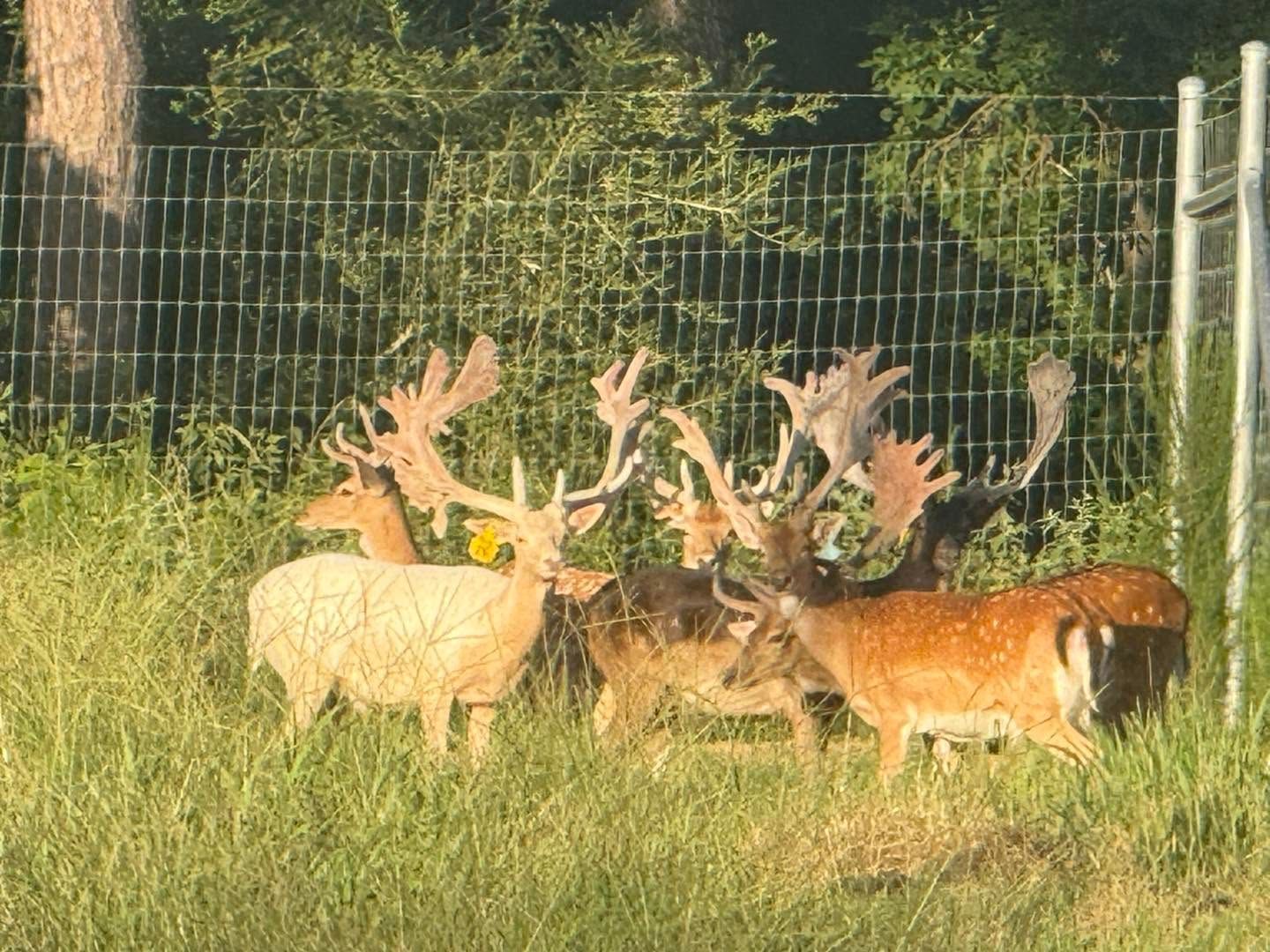 Four deer with large antlers grazing in tall grass near a wire fence at sunset.