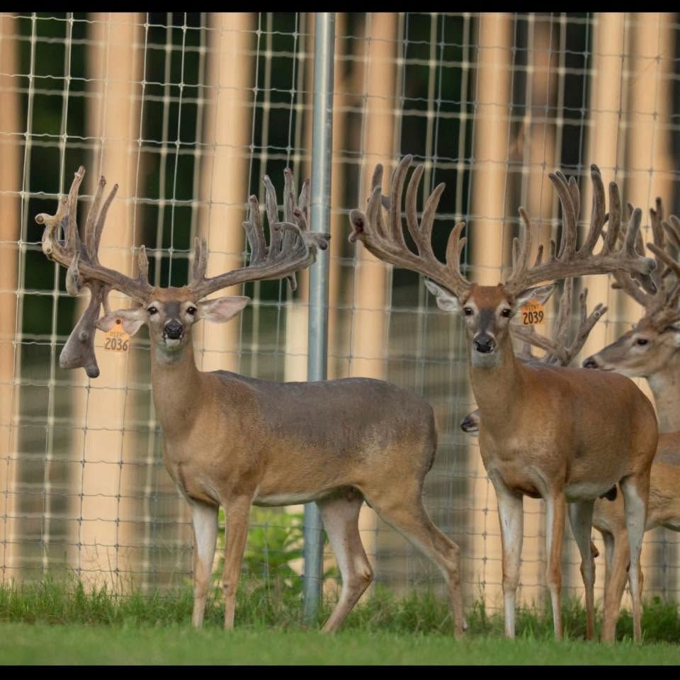 Two deer with large antlers standing in a fenced enclosure, one grazing in the background