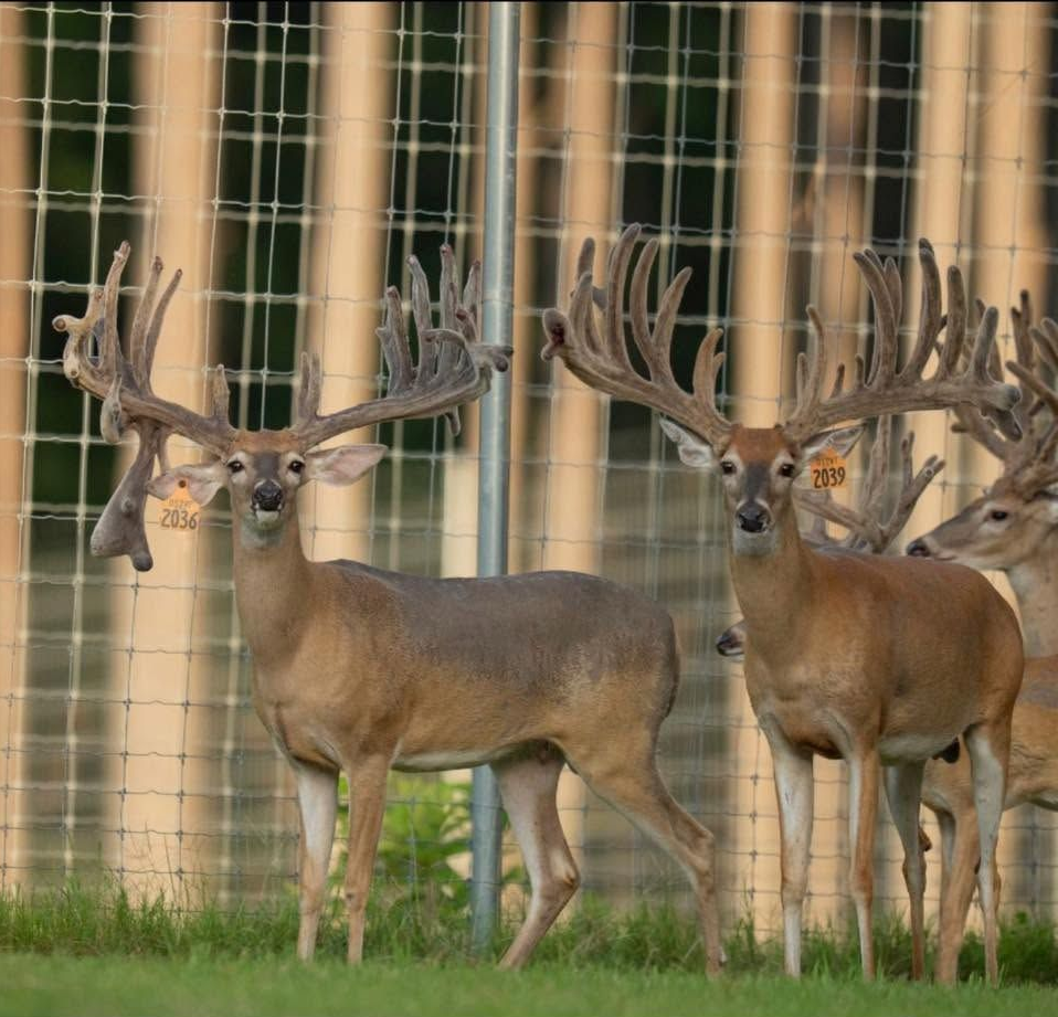 Three large deer with antlers standing behind a fence in a grassy enclosure