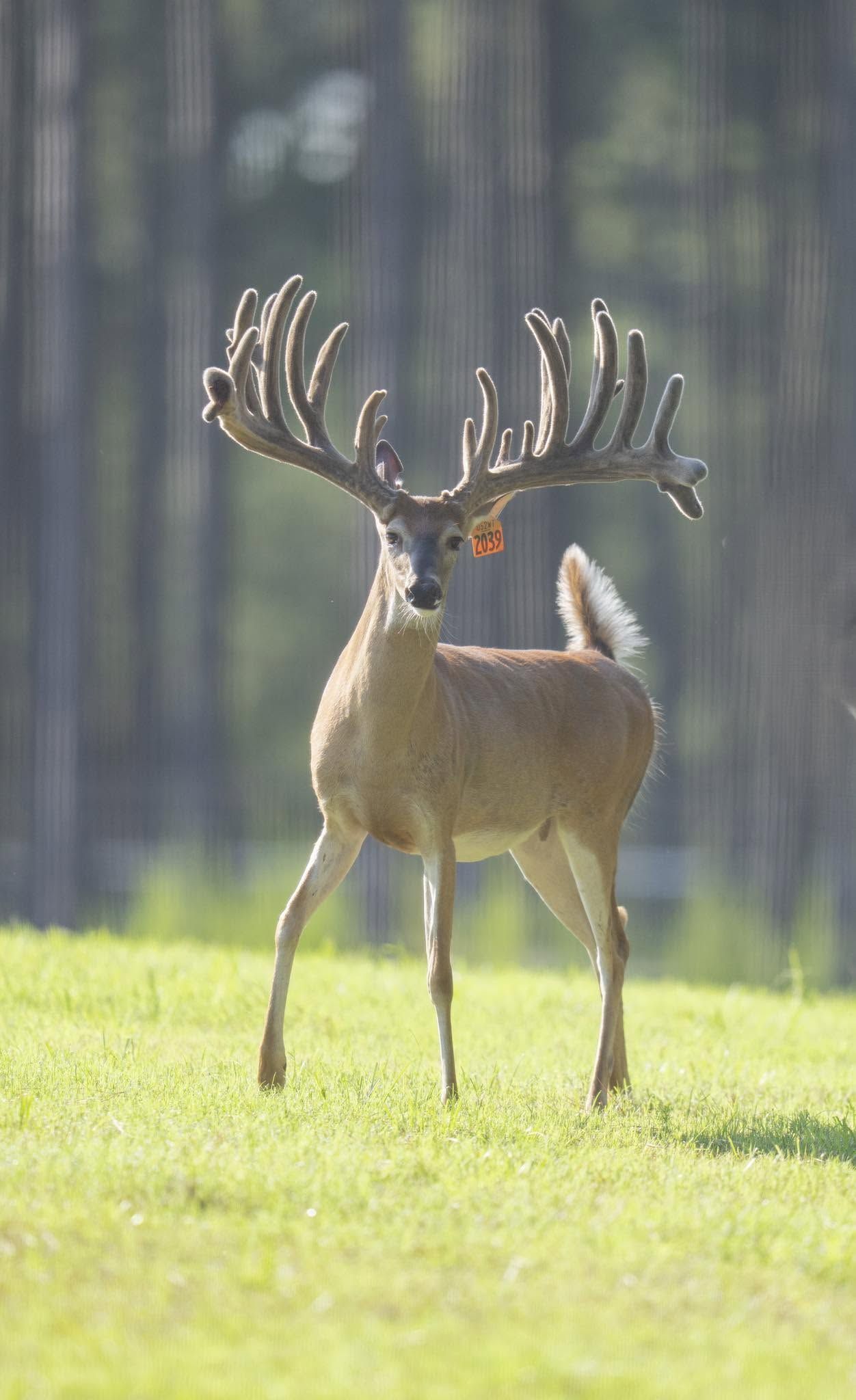 Deer with large antlers standing in a sunlit forest clearing
