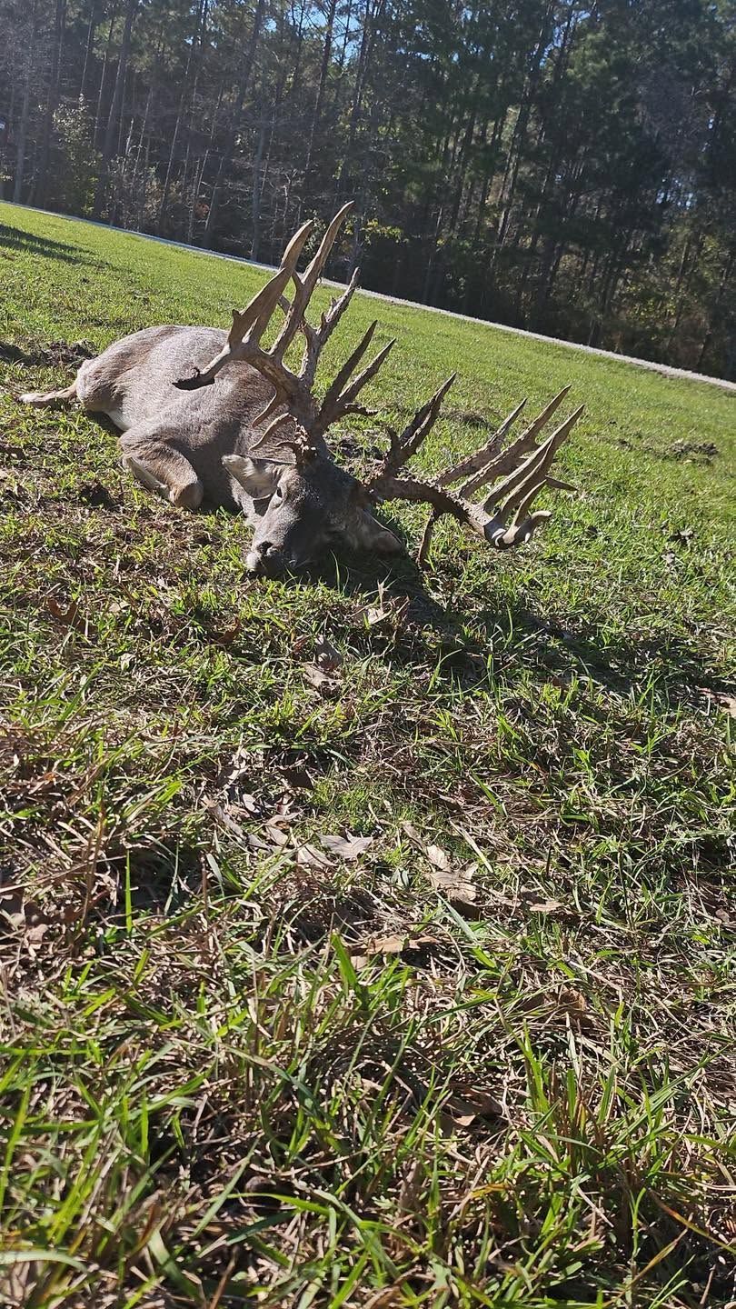 Deer skull with antlers lying on green grass in sunlight