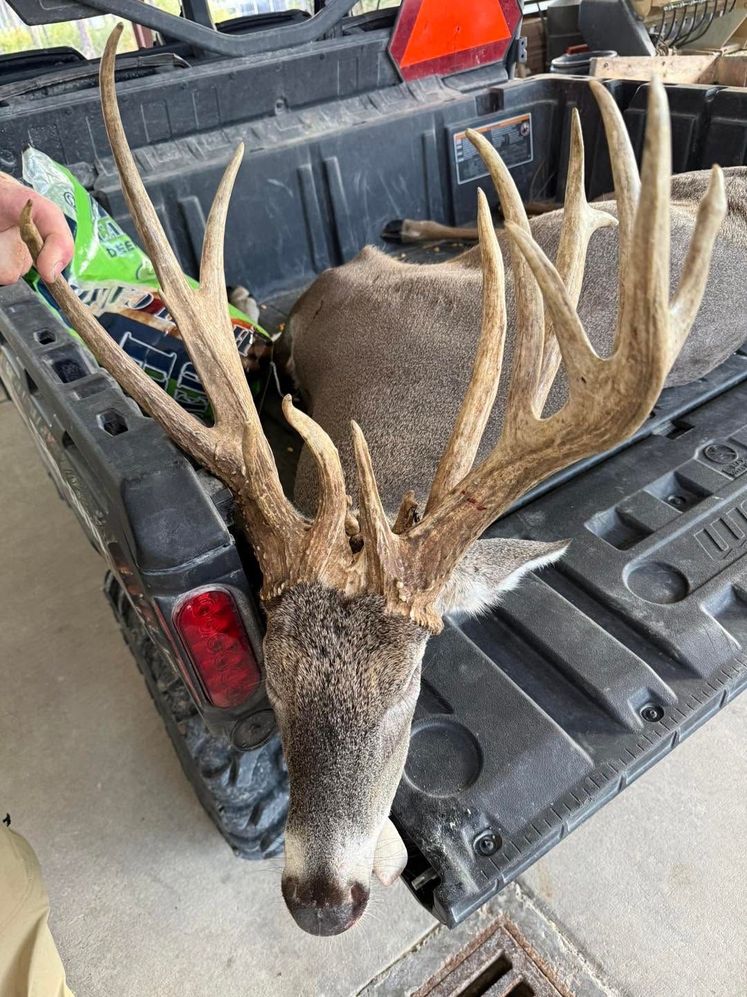 Dead deer with large antlers in the back of a pickup truck near a person’s hand