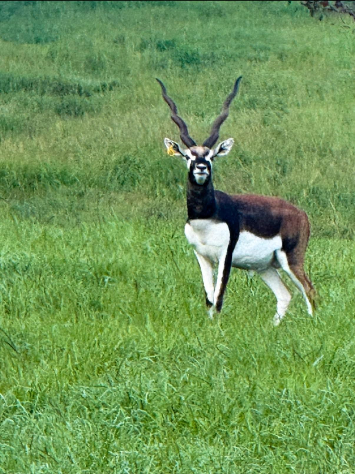 Blackbuck antelope standing in lush green grass, with long spiral horns and white underbelly.