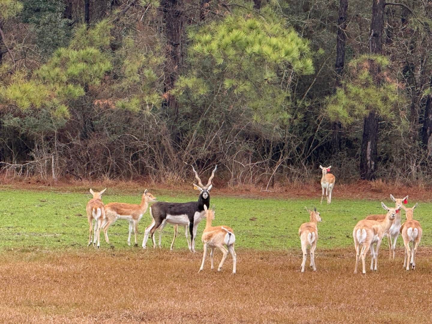 Small herd of deer grazing in a field beside a forest, with one black-and-white deer standing out.