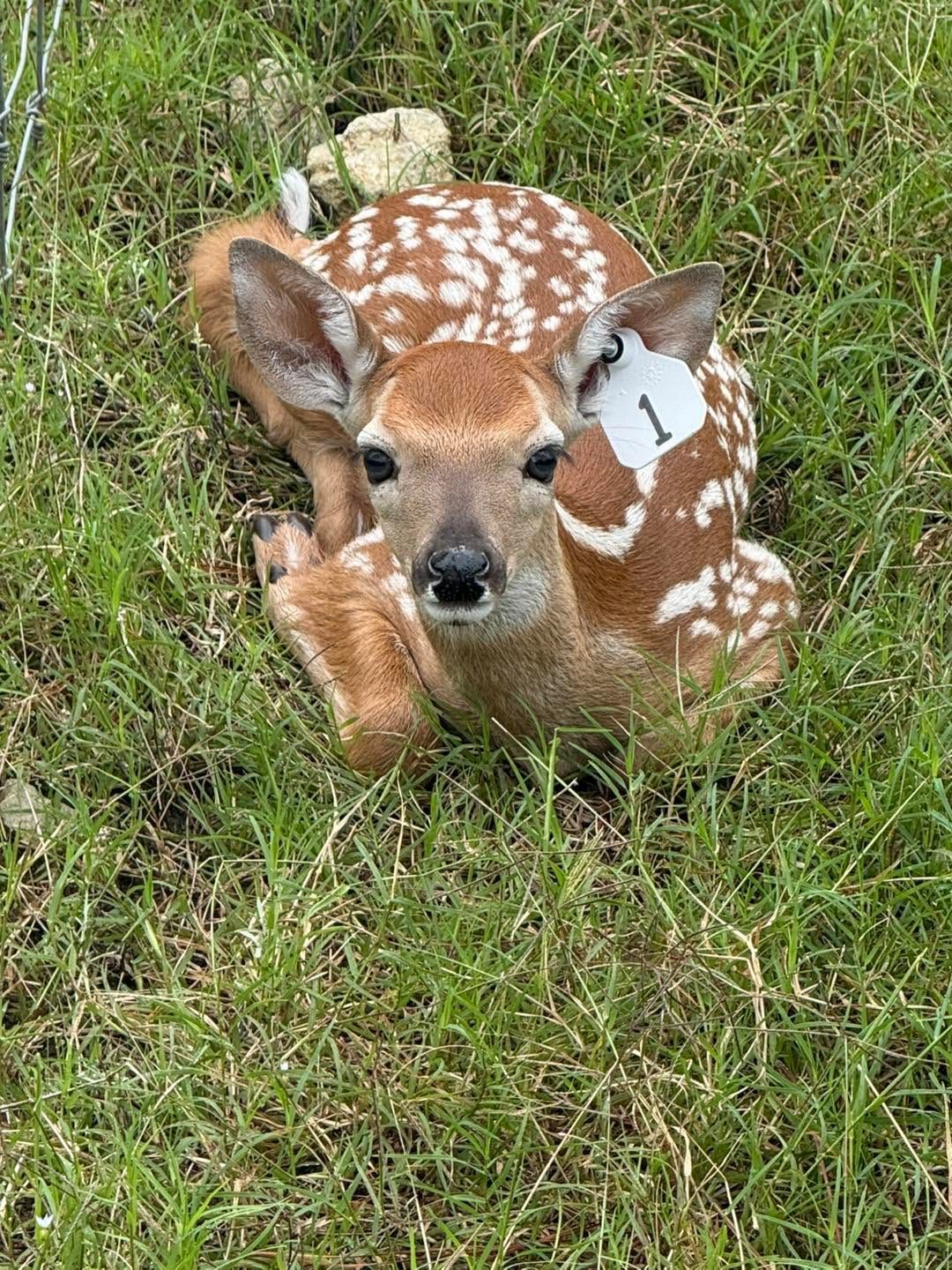 Brown-and-white spotted fawn curled in green grass, looking at the camera.