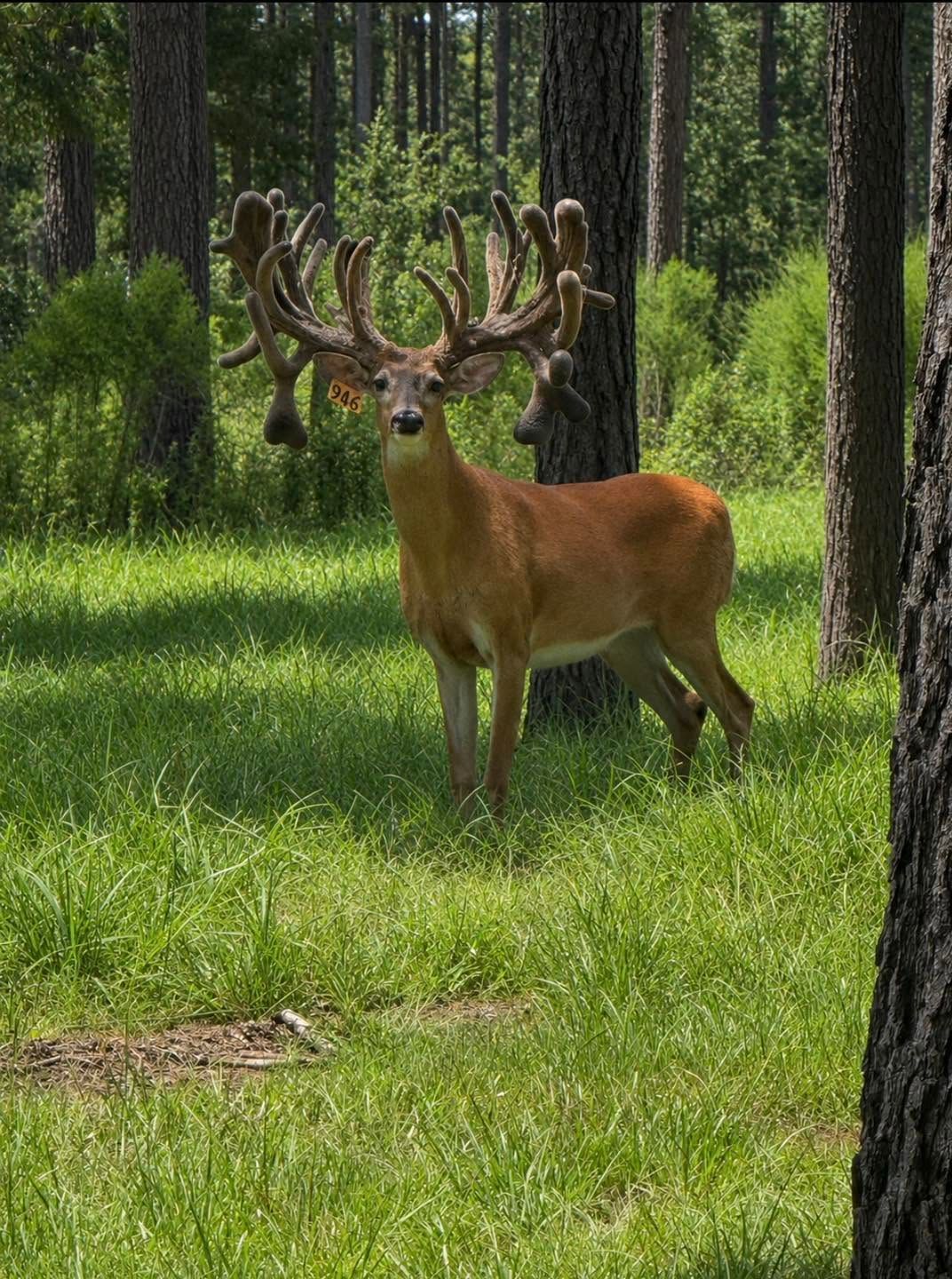 Buck deer with large antlers standing in a sunlit forest clearing among green grass and tall pines