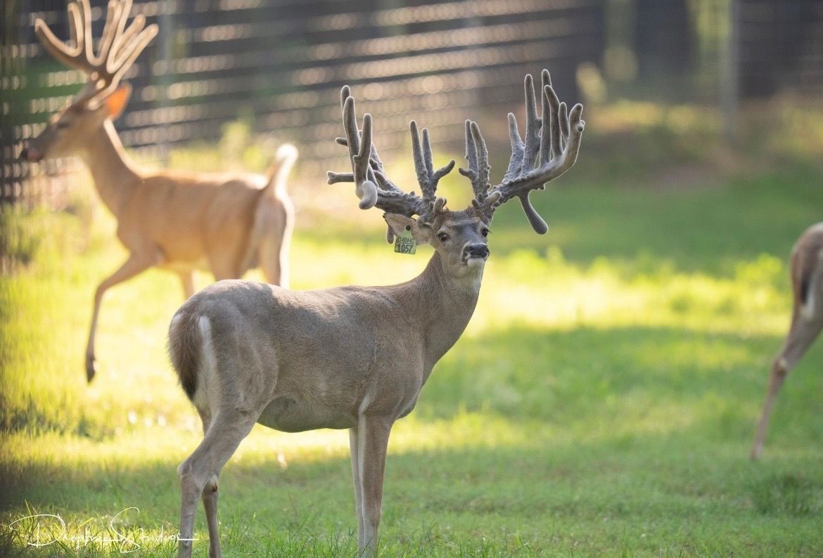 Two deer standing in a sunlit grassy field, one with large antlers in the foreground.