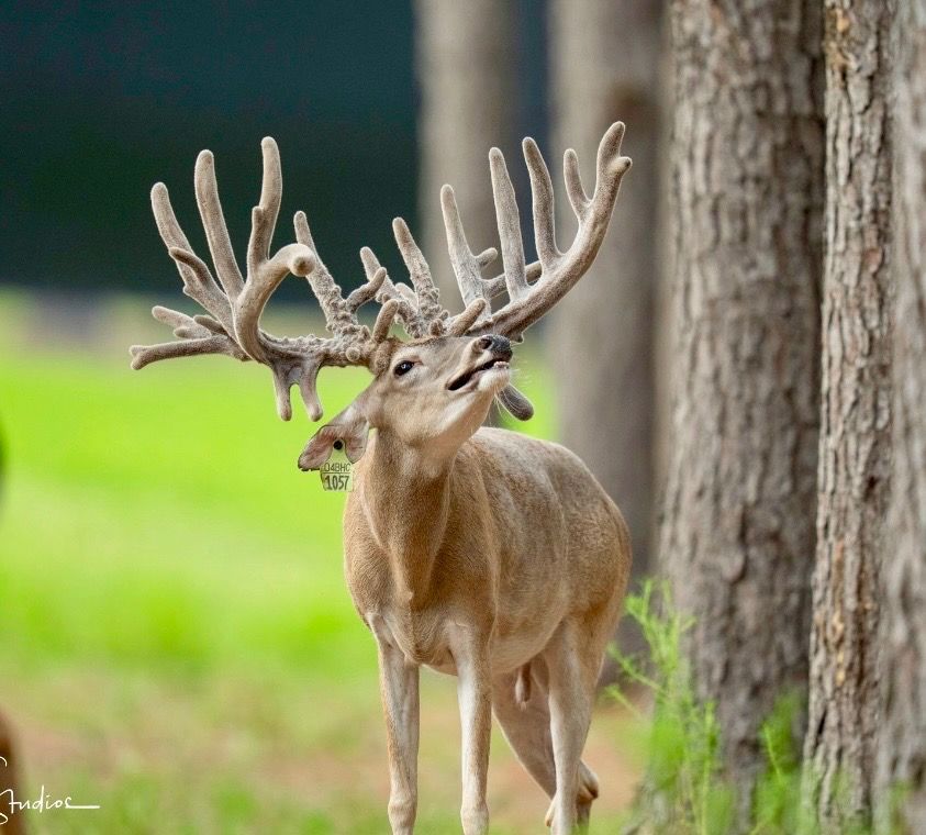 Buck deer with large antlers standing by a tree in a green field