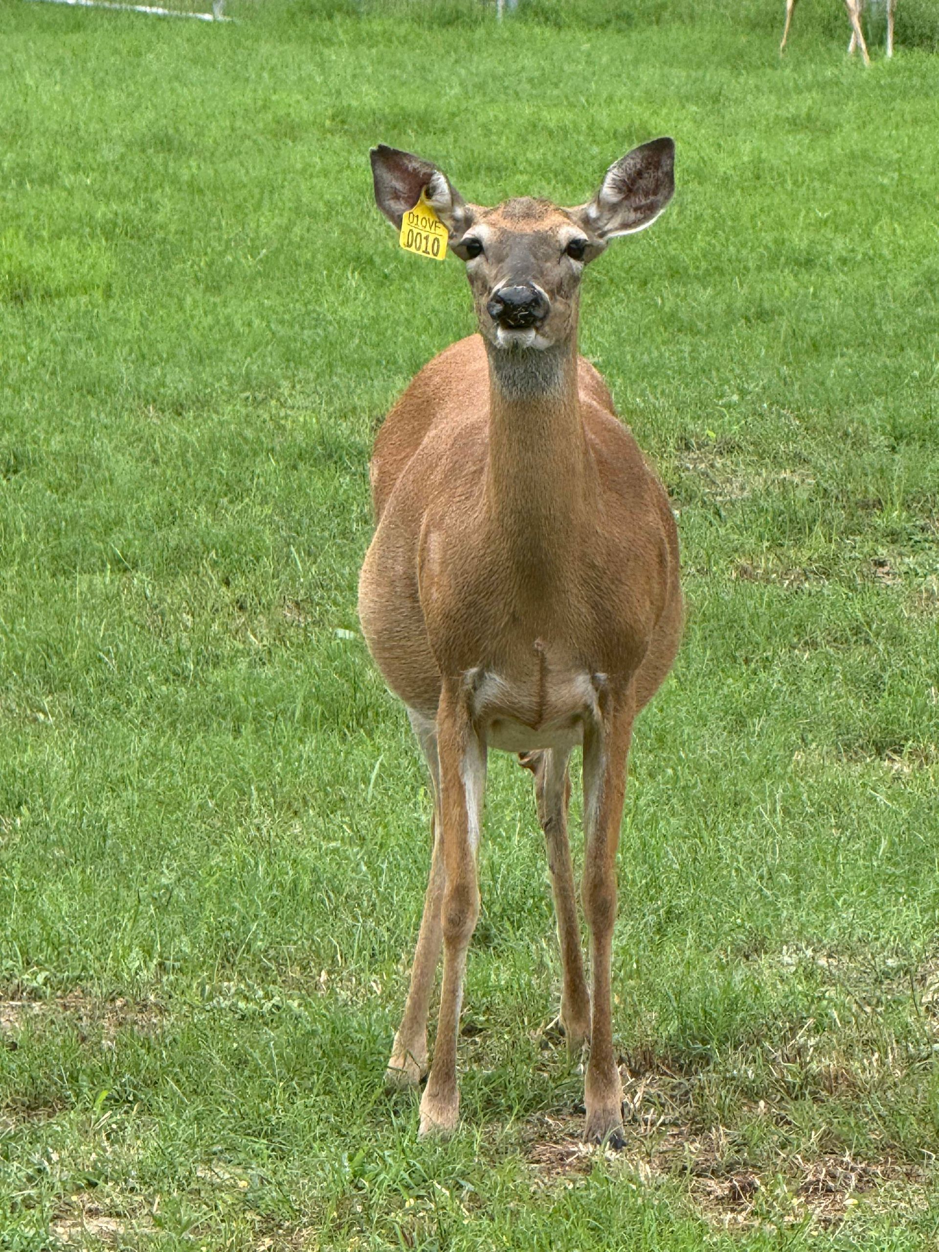Brown deer standing in green grass, facing the camera.