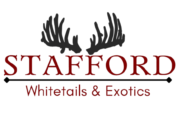 Stafford Whitetails & Exotics logo with black antlers above red text on white background