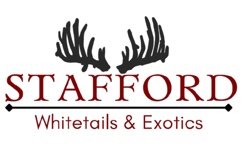 Stafford Whitetails & Exotics logo with black antlers above red text on white background