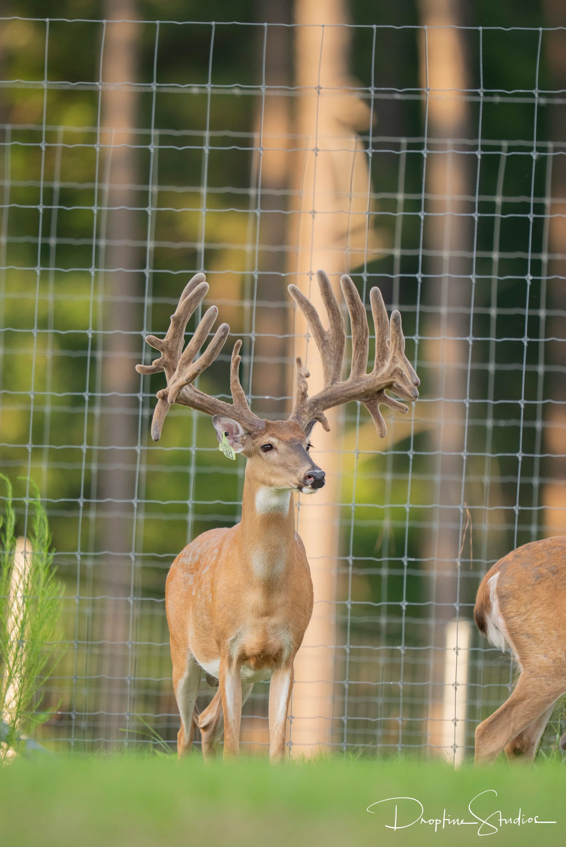 Two deer behind a fence, one buck with large antlers standing in a grassy field.