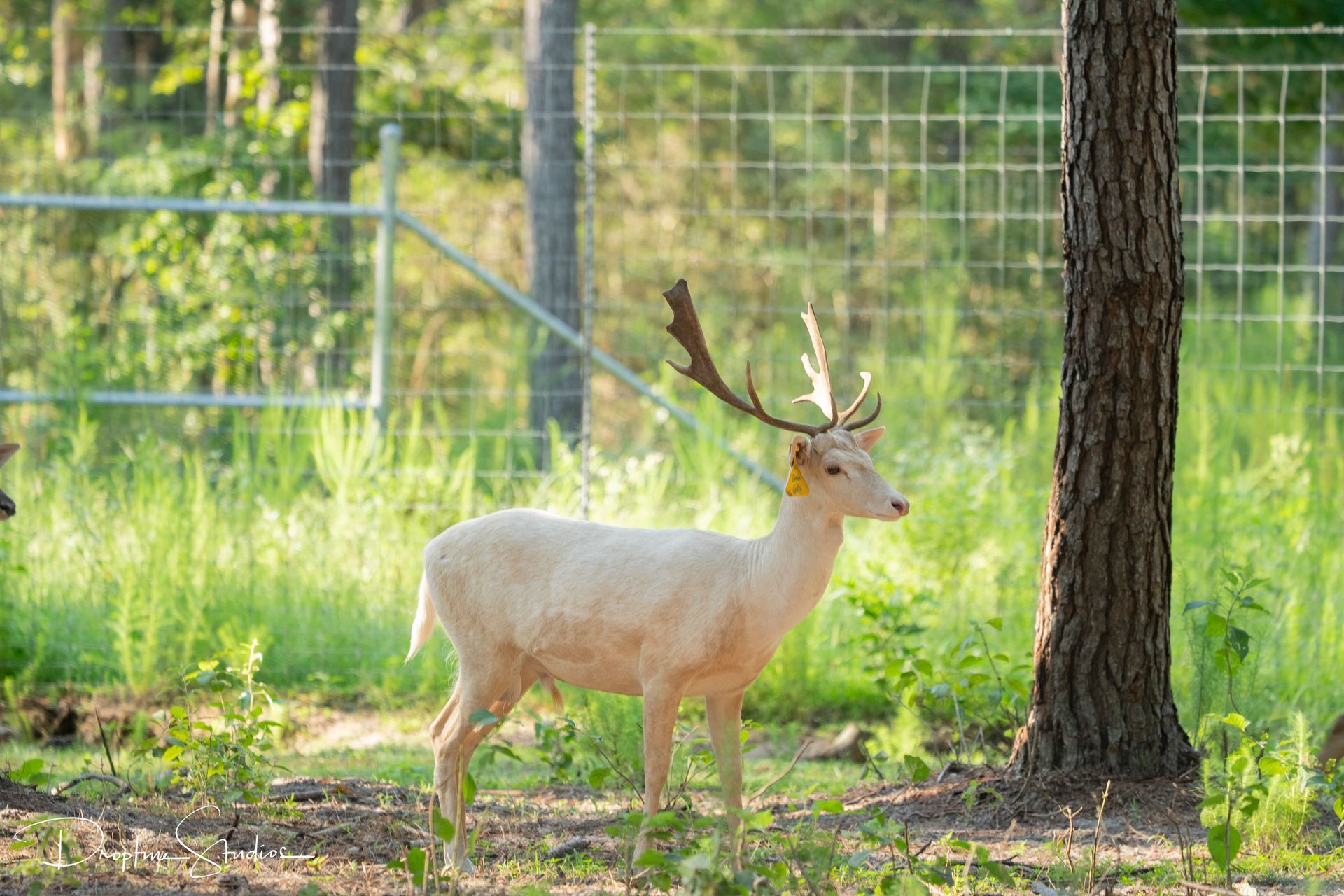 White deer with antlers standing in a grassy wooded enclosure near a tree and fence