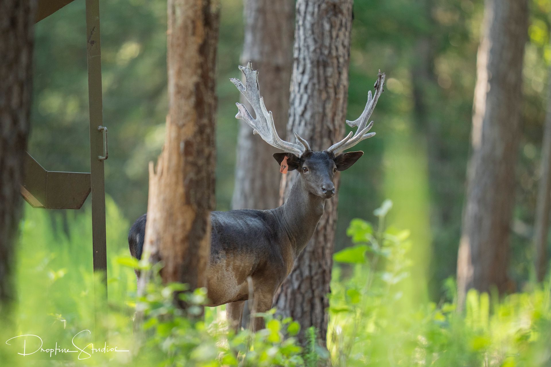 Deer with large antlers standing in a forest among tall trees and green foliage