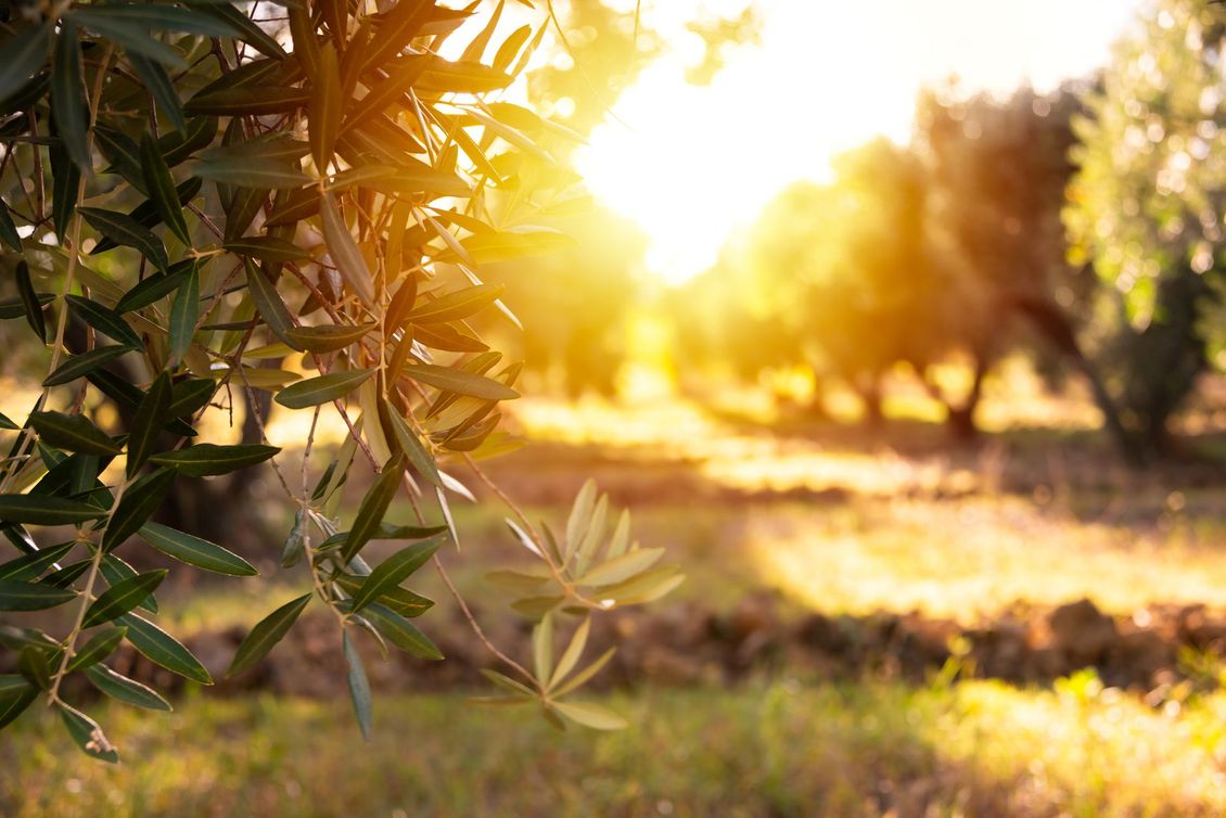 Olio extravergine di oliva italiano