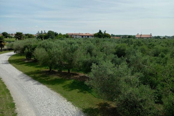 Botti antiche per l'olio