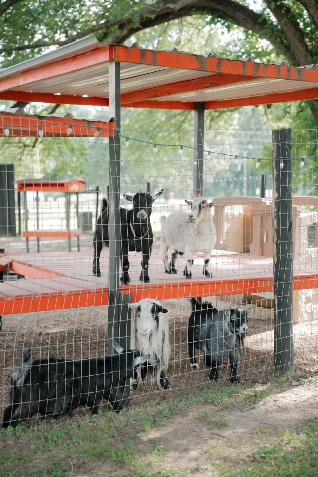 Goats in a pen with red and metal structures. Some goats are black, white, and gray. They're looking at the camera.