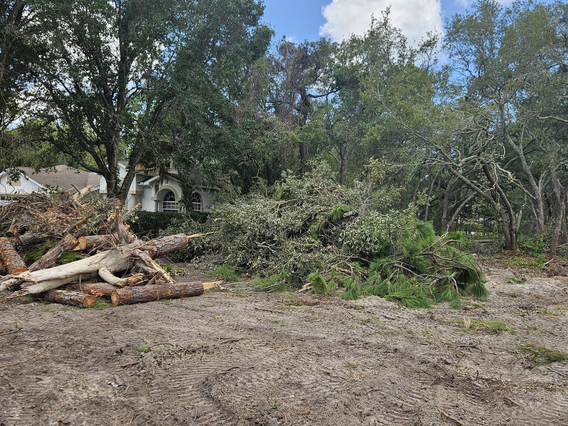 A large pile of cut logs and cleared tree debris sits in a wooded area near a white house under a blue sky.