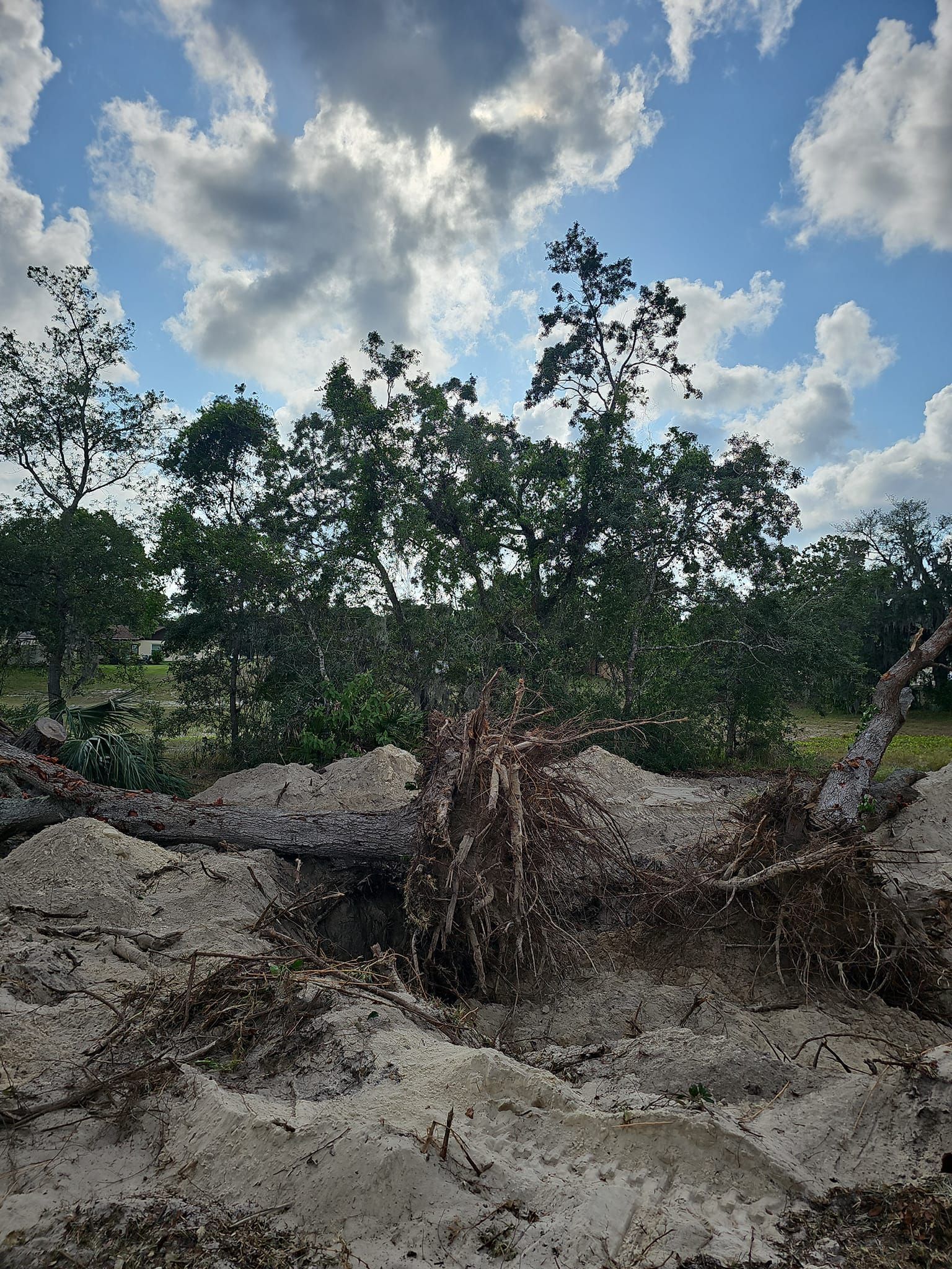 A fallen tree lies on a mound of light-colored sand against a backdrop of green trees and a blue, cloudy sky.