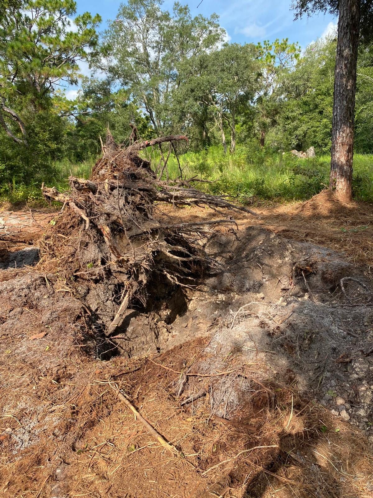 A large, uprooted tree lies on the ground in a sunlit forest, exposing its tangled root system and a hole in the earth.