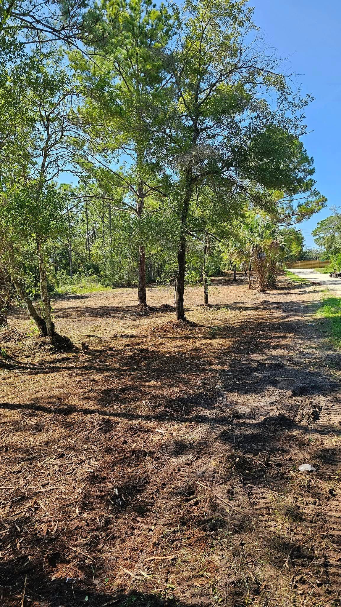 A sunny, wooded path with scattered leaves on the ground, leading toward a bright, clear blue sky.