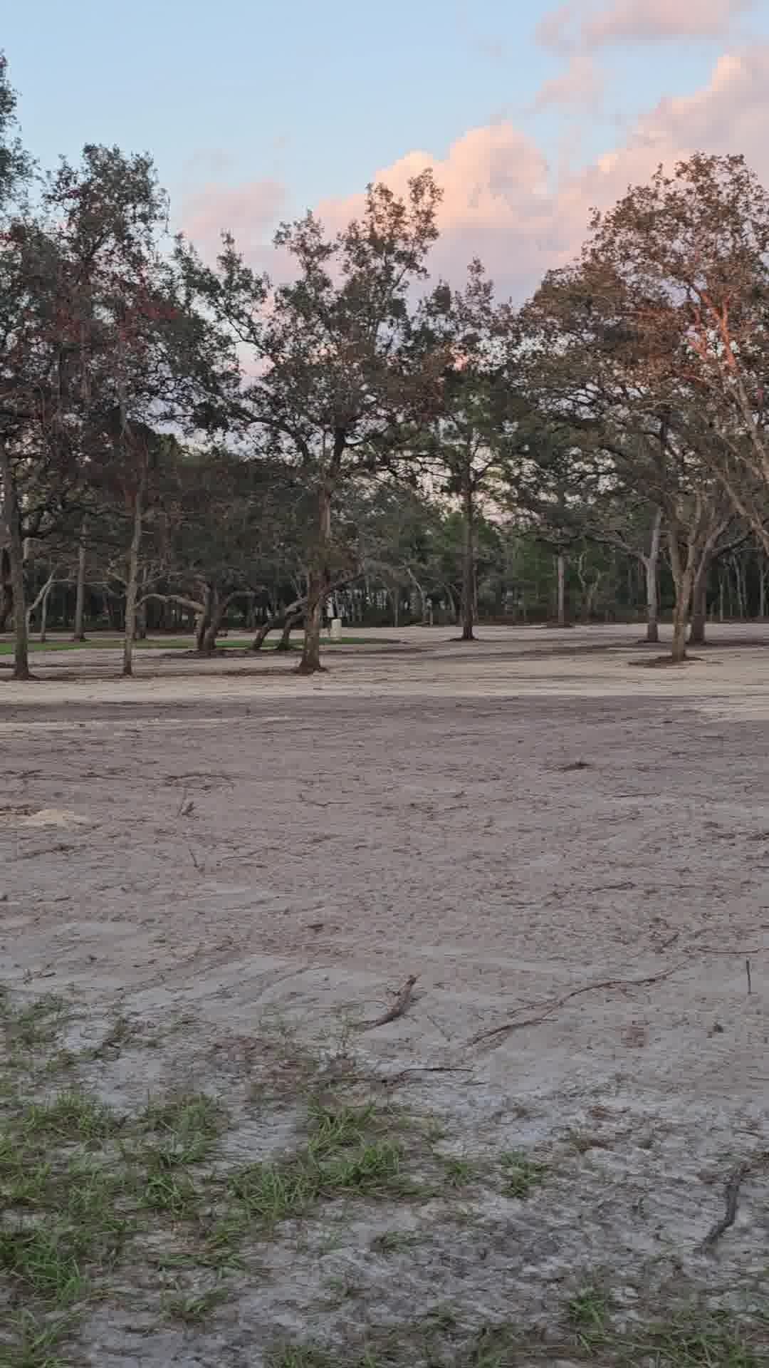 A wide, empty, sandy field stretches toward a line of tall, thin trees under a pale, pink-tinted sunset sky.