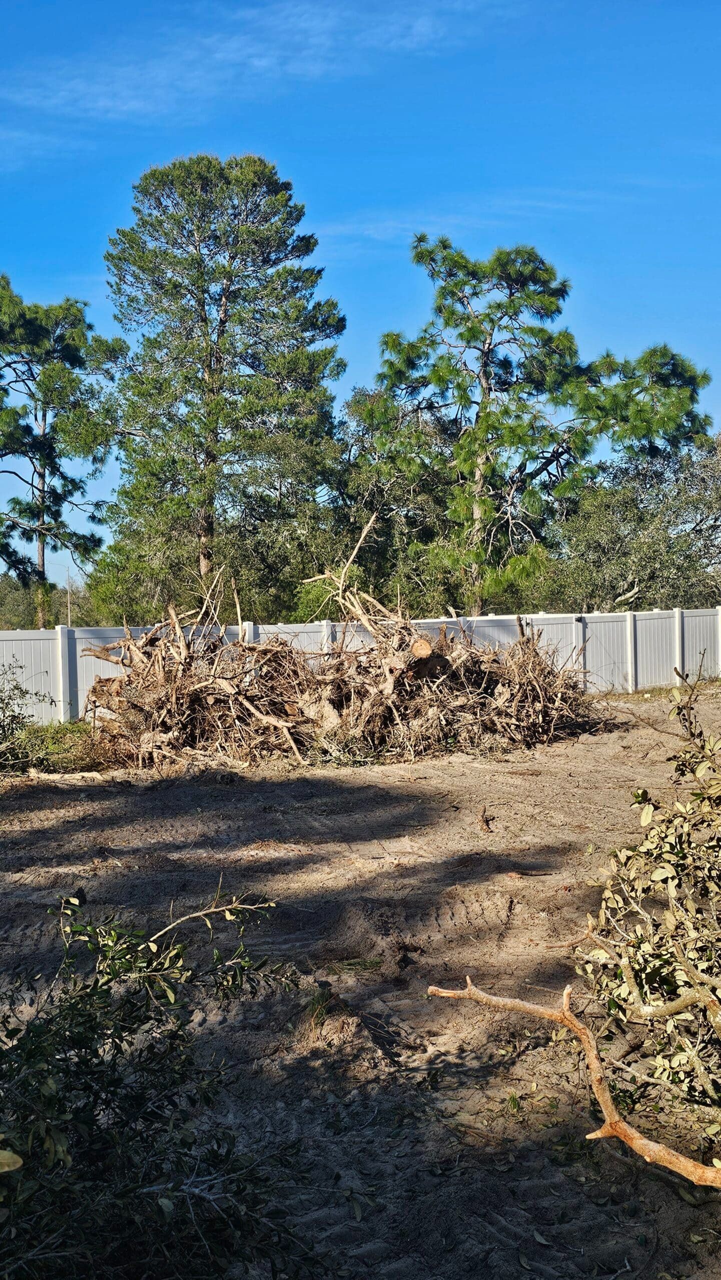 A pile of dry, uprooted brush sits in front of a concrete fence with trees and a clear blue sky in the background.