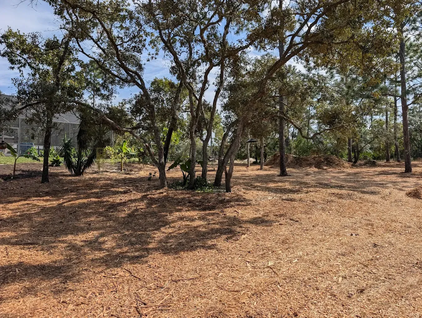 Wooded area with mature oak trees and a ground covered in brown, dried pine needles and leaves under a clear blue sky.