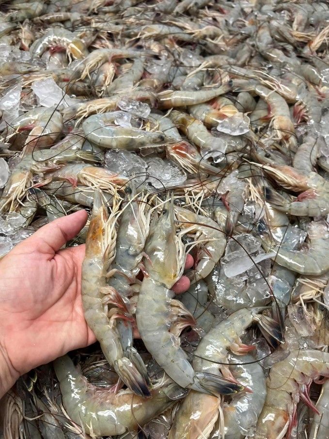 A person is holding a shrimp in their hand in front of a pile of shrimp.