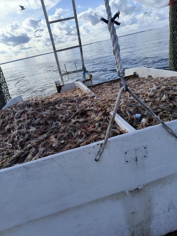 A pile of shrimp is sitting on top of a boat in the ocean.