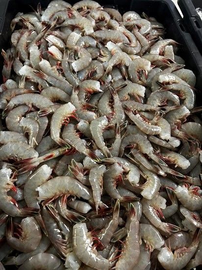 A pile of shrimp is sitting in a black container.