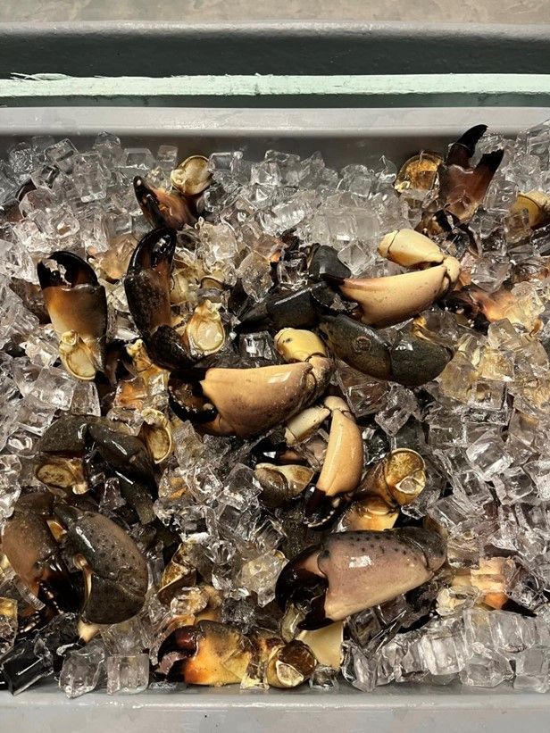 A bunch of crab claws are sitting on top of ice.